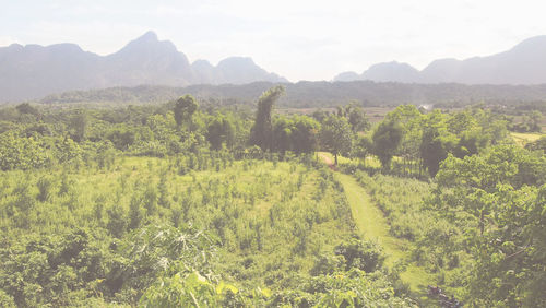 Scenic view of agricultural field against sky