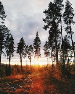 Golden sun rays in forest of pine trees