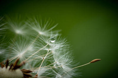 Close-up of dandelion on plant