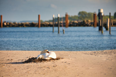 Seagull on beach