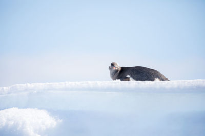 Low angle view of penguin on snow against sky