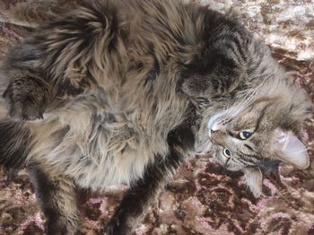 High angle portrait of a cat