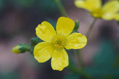 Close-up of yellow flowering plant