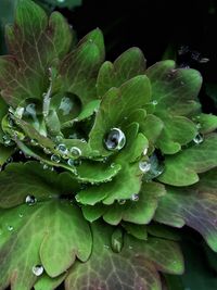 Close-up of leaves on water