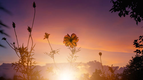 Close-up of silhouette plants against orange sky