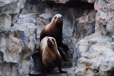 Seals relaxing at shore