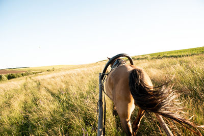 View of a horse on field