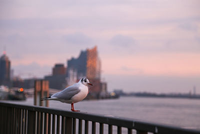 Seagull perching on railing against sky during sunset