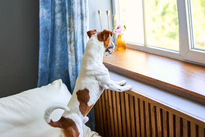pet