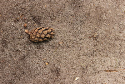High angle view of pine cone on sand
