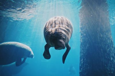 Jellyfish swimming in sea