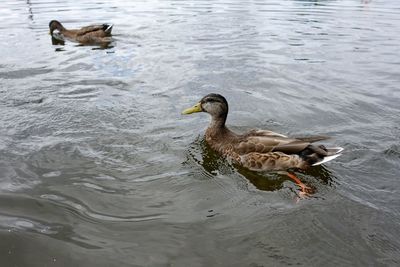 Duck swimming in lake