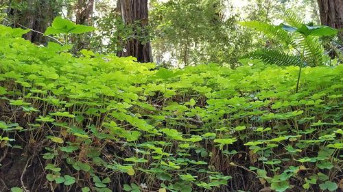 Close-up of fresh green leaves and trees in forest