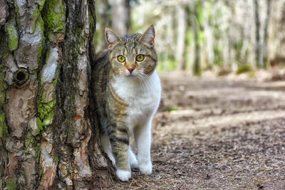 Portrait of cat on tree