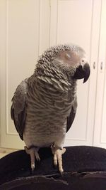 Close-up of bird perching at home