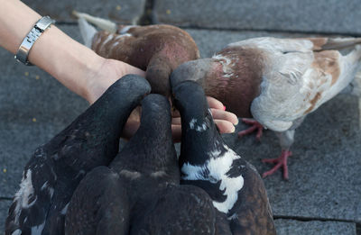High angle view of hand feeding pigeons