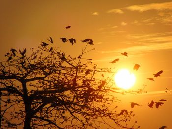 Silhouette birds flying against orange sky