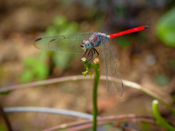 Close-up of dragonfly