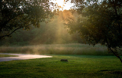 Trees on landscape