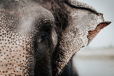 Closeup of gray muzzle of african elephant looking at camera in natural environment