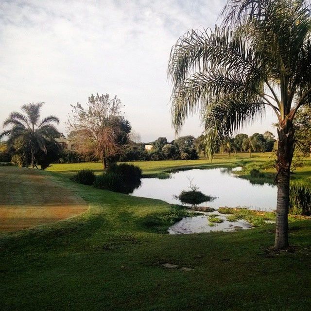 tree, water, grass, sky, tranquility, tranquil scene, scenics, beauty in nature, nature, growth, green color, lake, cloud - sky, landscape, reflection, cloud, river, day, idyllic, outdoors