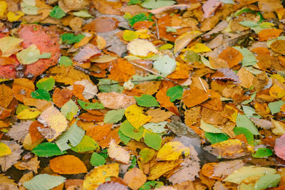 Full frame shot of yellow autumn leaves