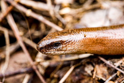 Close-up of lizard