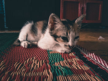 Close-up of cat relaxing on rug at home