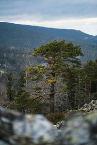 High angle view of trees and mountains against sky
