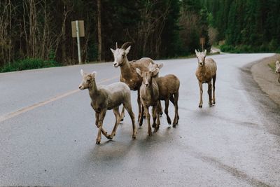 View of deer on road