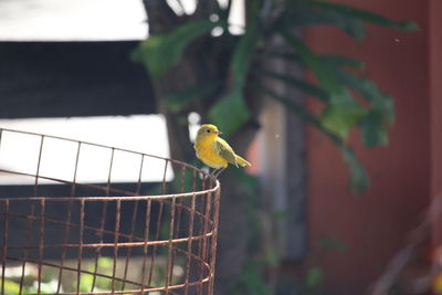 Close-up of bird perching outdoors