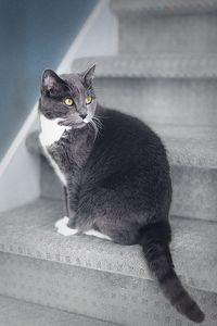 Portrait of cat sitting on steps