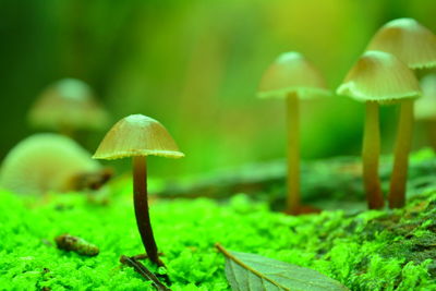 Close-up of mushroom growing on field