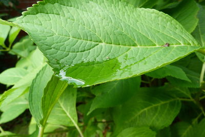 Close-up of leaves