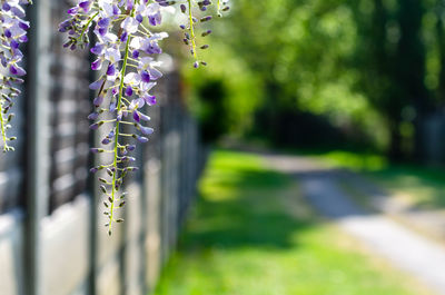 Close-up of purple flowering plant in park