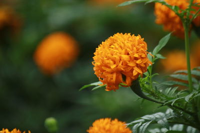 Close-up of orange marigold flower