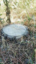 Close-up of grass against blurred background