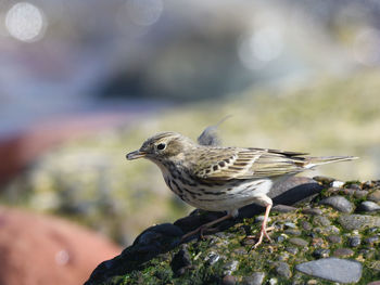 Close-up of bird perching on rock