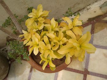 High angle view of yellow flowering plant in pot