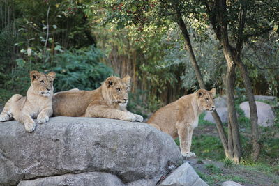 View of young lion on rock against trees