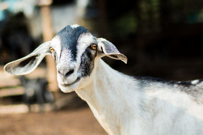 Close-up portrait of goat