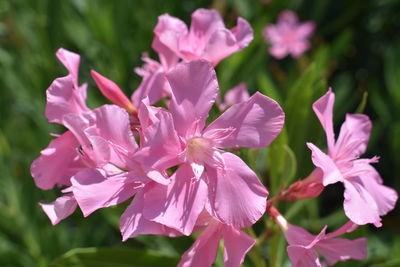 Close-up of pink flowering plants