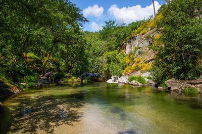Scenic view of river by trees against sky