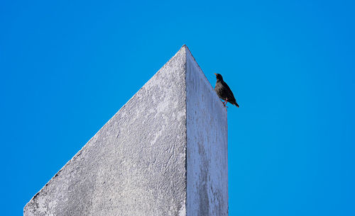 Low angle view of bird perching on wood against clear blue sky