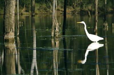 Bird flying over calm lake