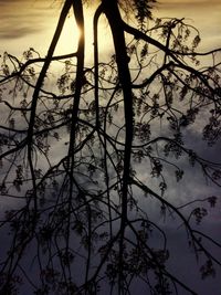 Bare trees against sky