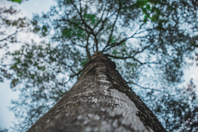 Low angle view of tree against sky