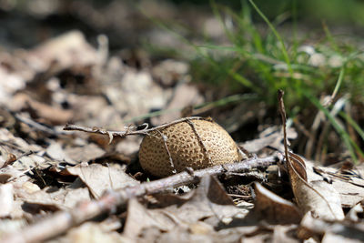 Close up of dry leaves by mushrooms on field