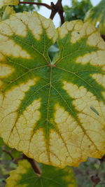 Close-up of leaf on plant