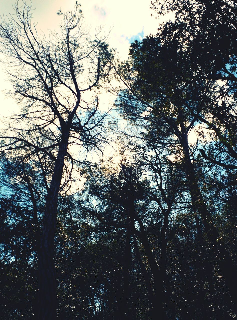 tree, branch, low angle view, tranquility, silhouette, sky, nature, bare tree, beauty in nature, growth, scenics, tranquil scene, outdoors, forest, no people, idyllic, clear sky, day, backgrounds, tree trunk